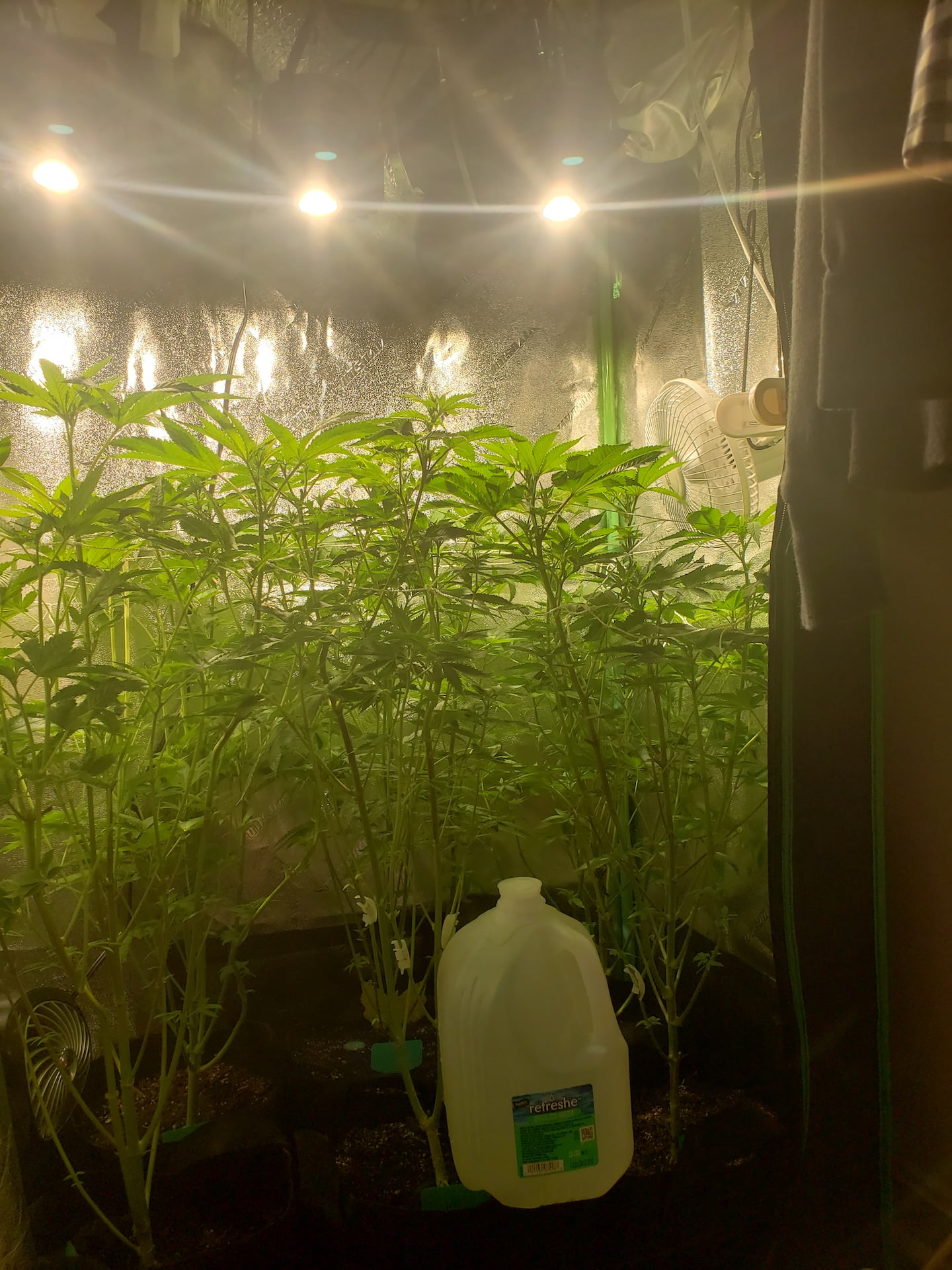 Mastering the Cannabis Light Cycle - Weed Grow Guides