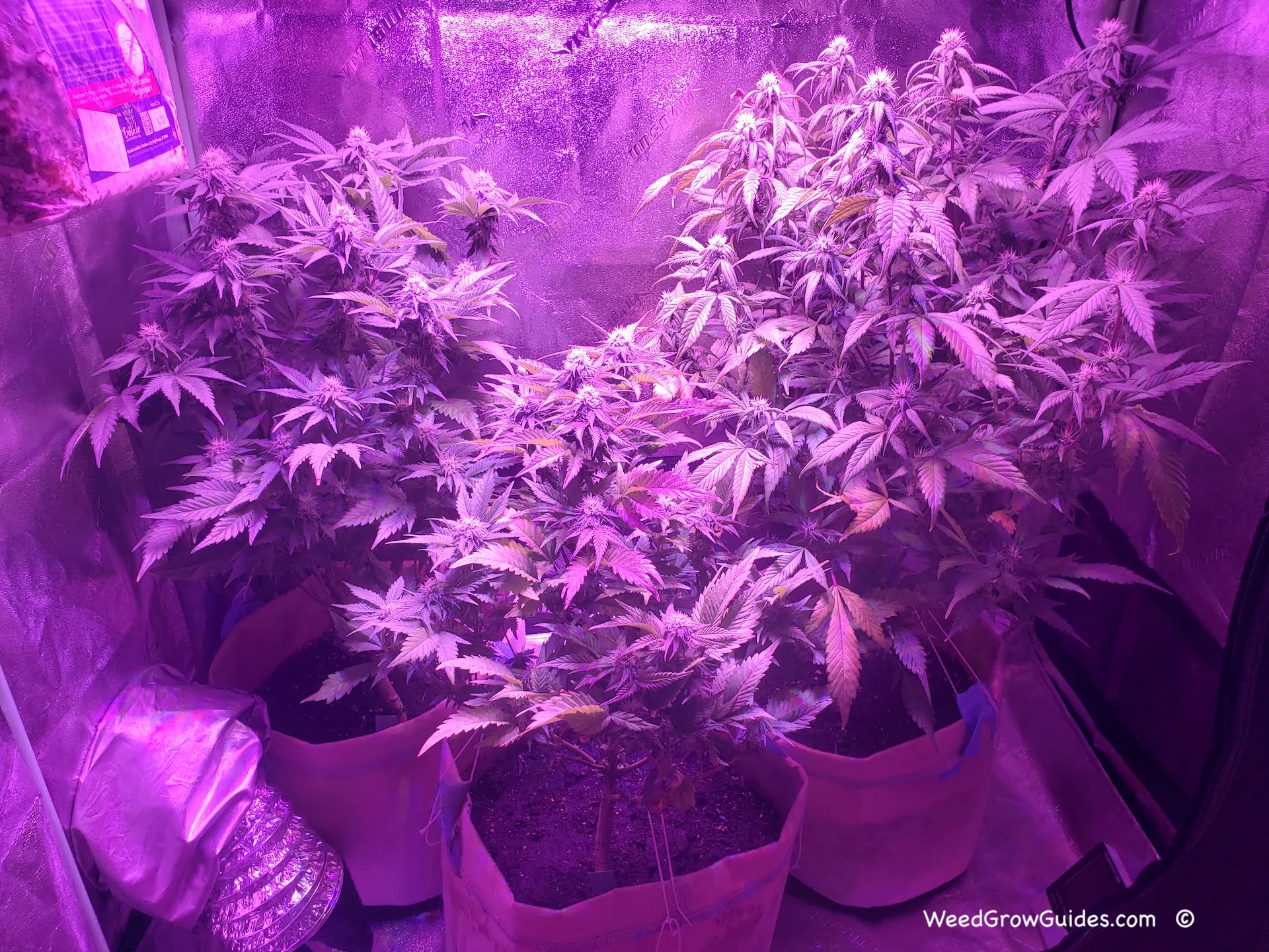 8 Simple Steps to Growing the Best Marijuana