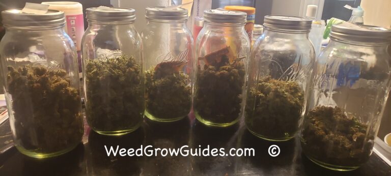 Cannabis storage