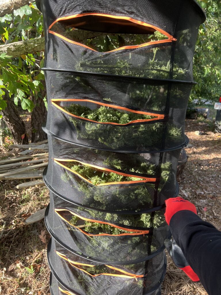 weed drying