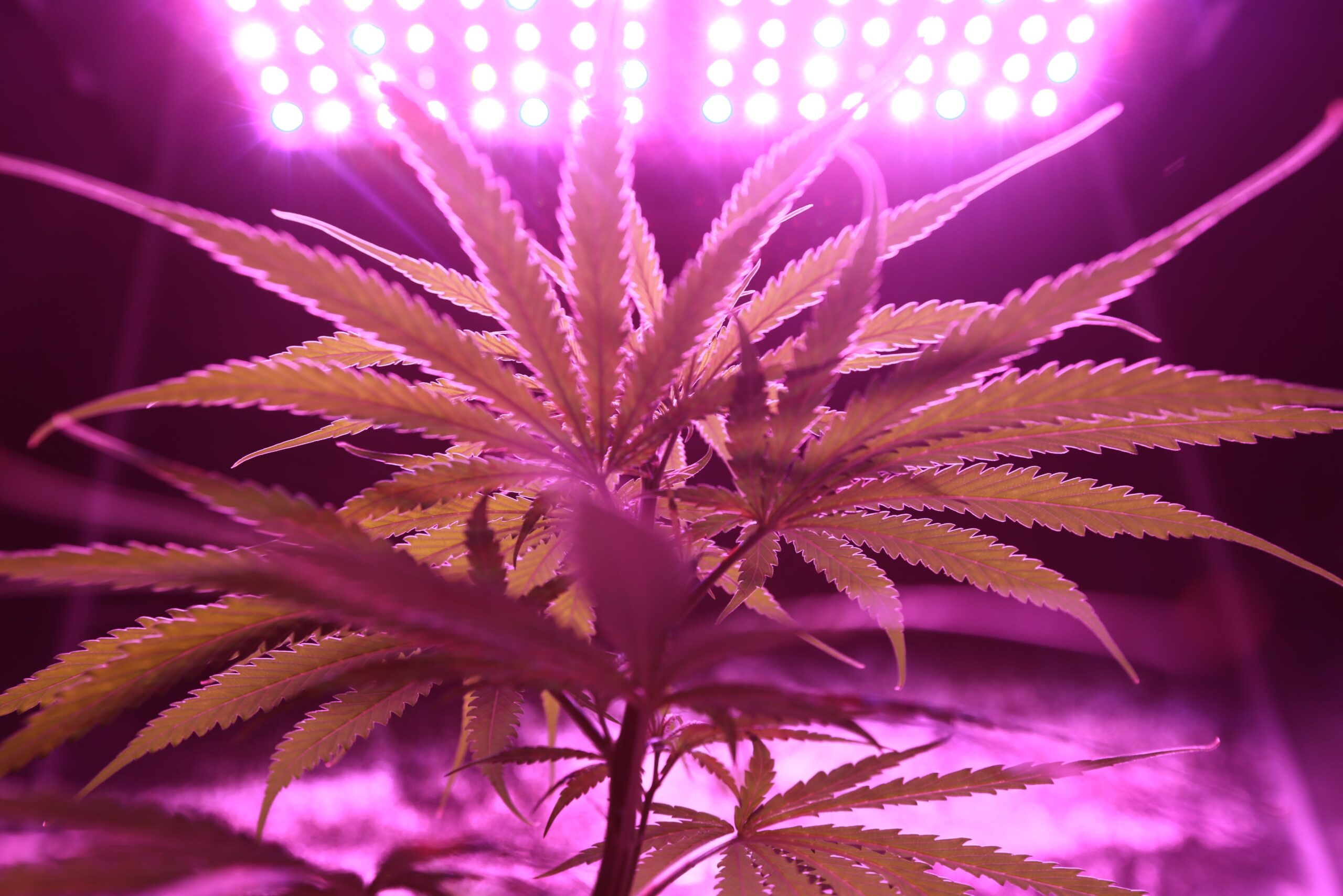 Watch Cannabis To Save My Life | Prime Video Watch Cannabis To Save My Life | Prime Video