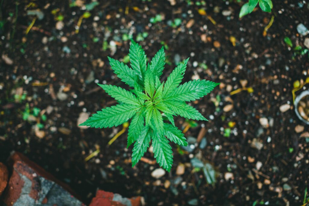 cultivate marijuana